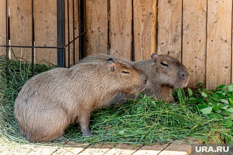 Животные переезжают из старого зоопарка на новую территорию