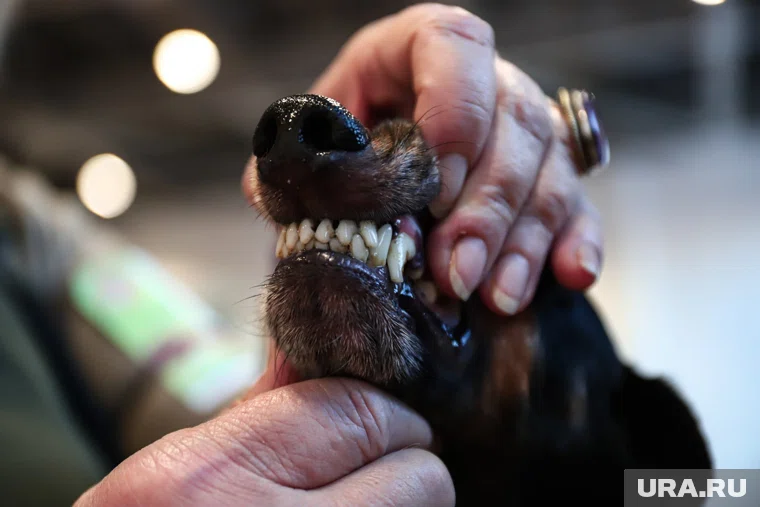 В ЯНАО в пользу ребенка взыскана компенсация за укус собаки по иску прокуратуры