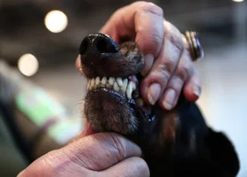 На Ямале ребенка укусила бездомная собака: прокуратура взыскала с властей 55 тысяч рублей