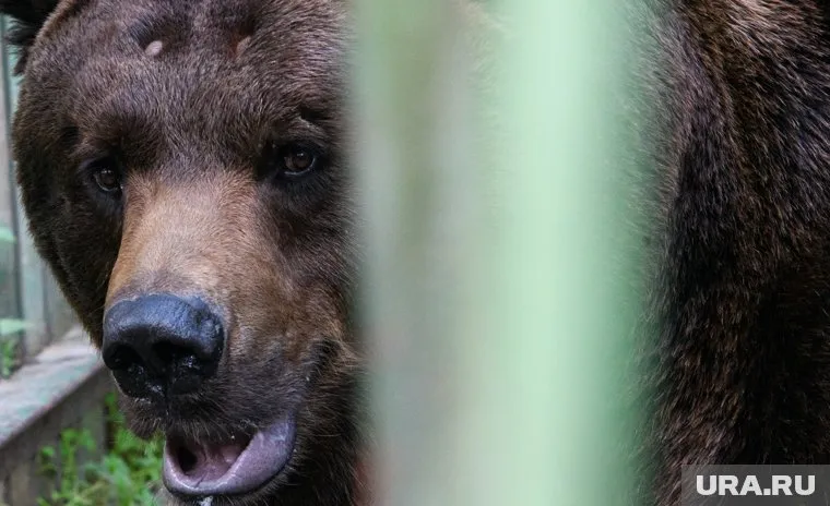 Медведи выходят из берлог (архивное фото)