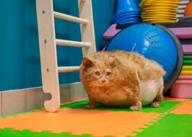 Пермяки предложили возвести памятник коту Крошику 