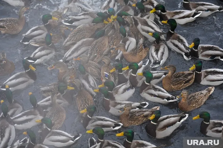 Продажу «Утиных ферм» оспорили в холдинге «Черкизово»