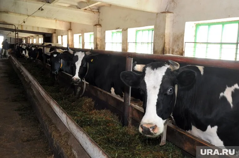 Россельхознадзор забраковал три партии препаратов для лечения инфекций у птиц и животных