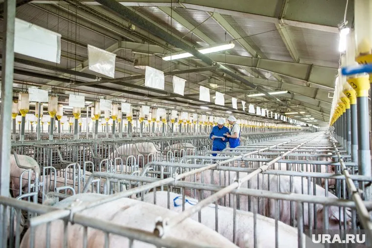 Продажа свинокомплекса не состоялась из-за отсутствия покупателей