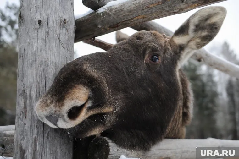 Период миграции у лосей продолжается с начала мая до конца июня