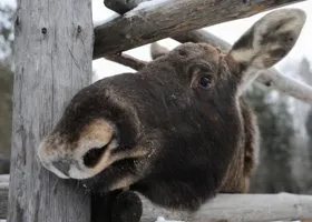 Пермские власти объяснили нашествие лосей