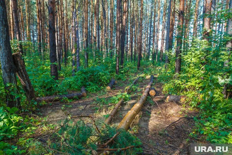 Деревья в уникальном бору вырубались под видом санитарной чистки