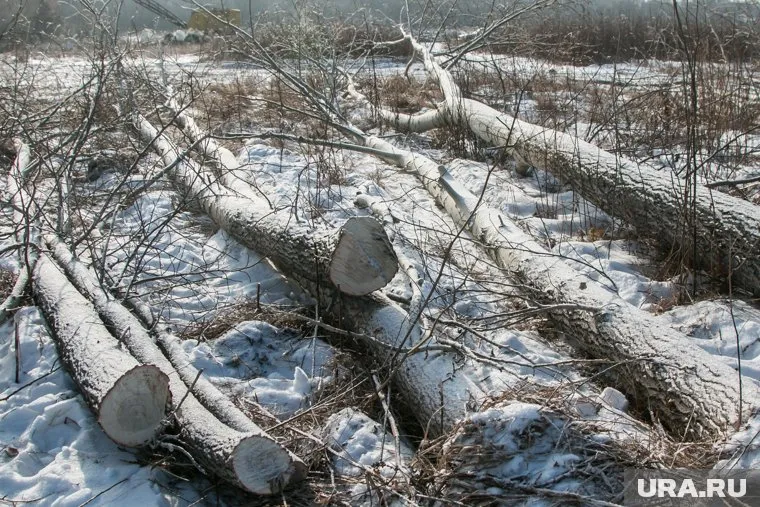 В мэрии рассказали, что деревья могут негативно влиять на фундамент дома