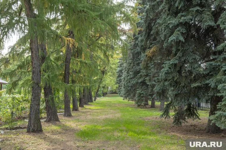 Пермяки не хотят, чтобы лесные тропинки асфальтировали или засыпали гравием
