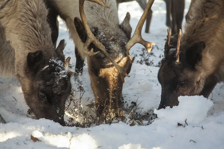 Быт Ямальских оленеводов. , олени, ягель
