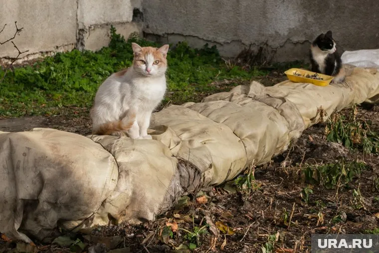 В России хотят зарегистрировать всех кошек и собак
