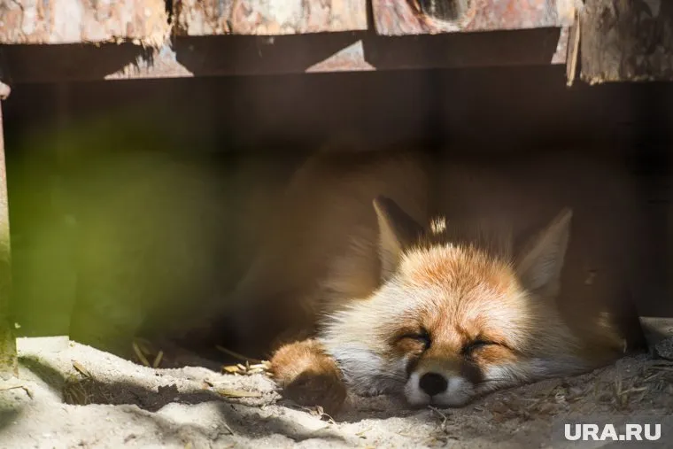 Как на полосу попало дикое животное, неизвестно