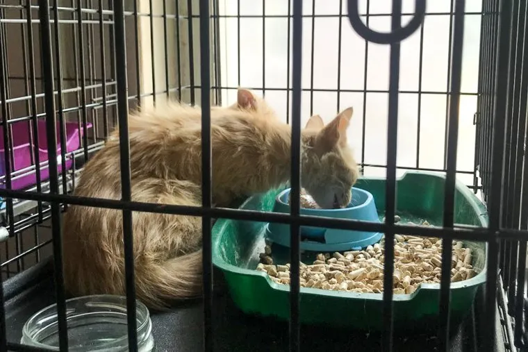 Приют для животных ДНР, Мариуполь