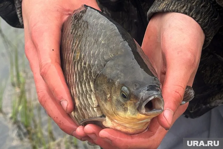 Хорошо клевало на озере