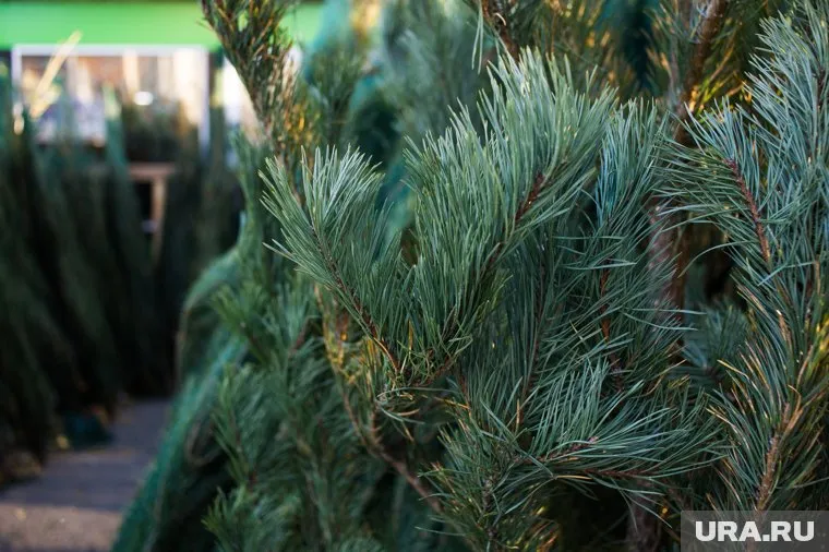 Новогодние деревья должны поднят боевой дух