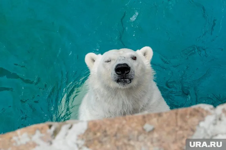 Ночью в Екатеринбург прибыла медведица Хатанга