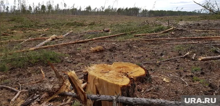 В Криводановском массиве орудуют лесорубы
