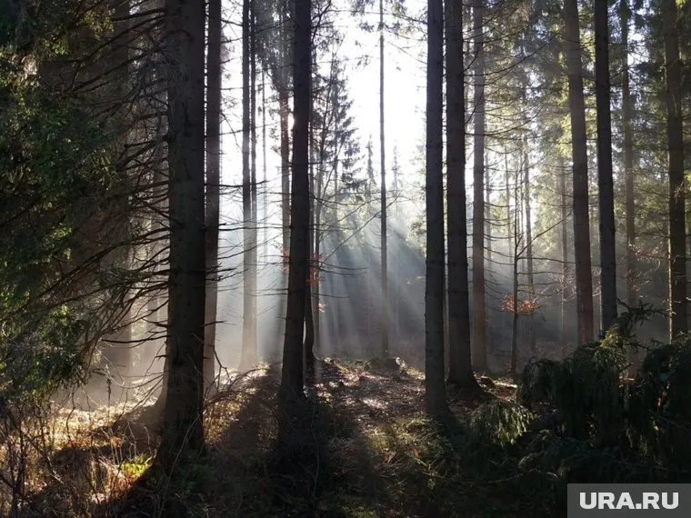 Четырехлетнего Диму Пескова искали в лесу несколько дней