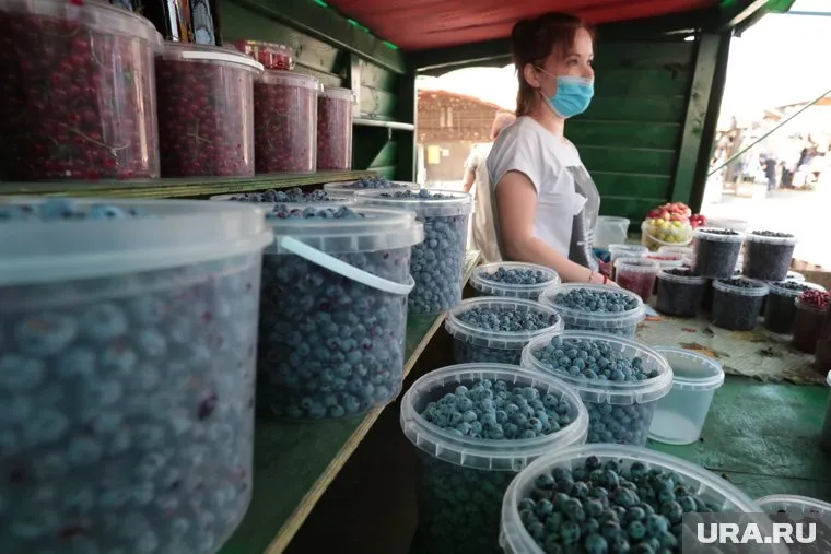 Жители Челябинской области считают, что чернику собирать еще рано