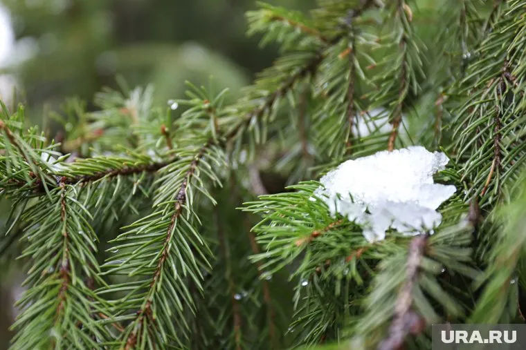 Импортные ели могут быть дороже на 1000 рублей, чем в прошлом году