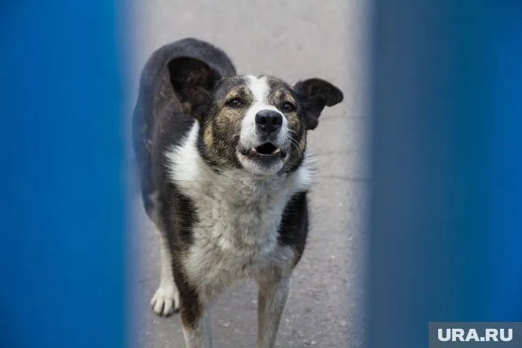 Минюст предлагает наказывать тех, кто шумит с 23:00 до 7:00