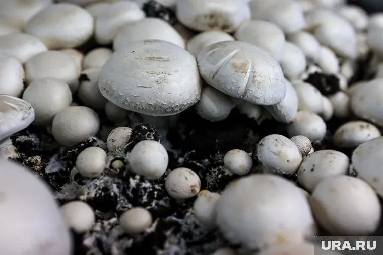 Грибное производство продают за 800 тысяч рублей