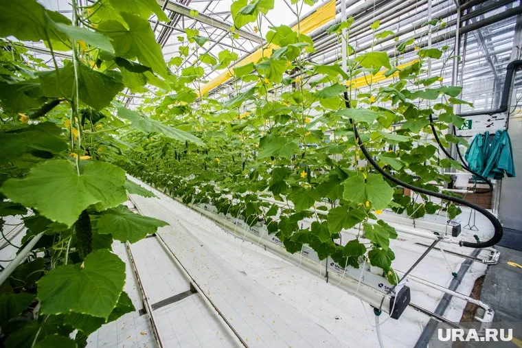 При посадке огурцов необходимо ориентироваться на метеорологические условия