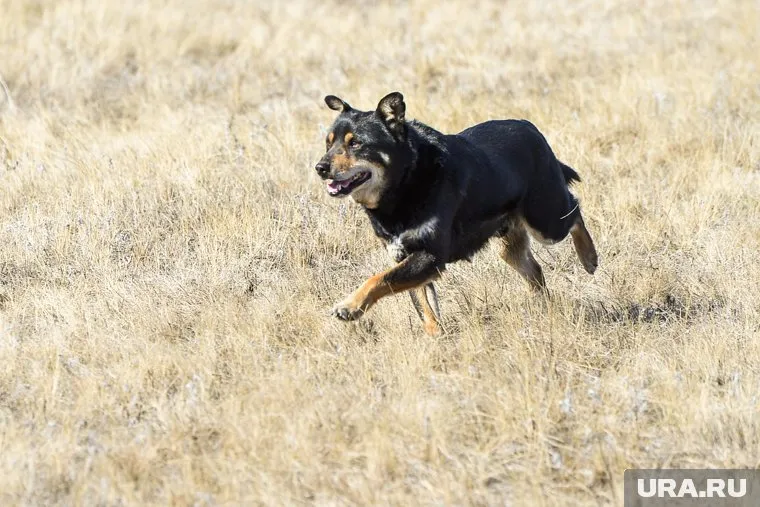 Собака напала на ребенка, который катался на велосипеде в Аромашевском районе