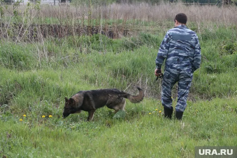 В ХМАО в лесу разыскивают пропавшего грибника