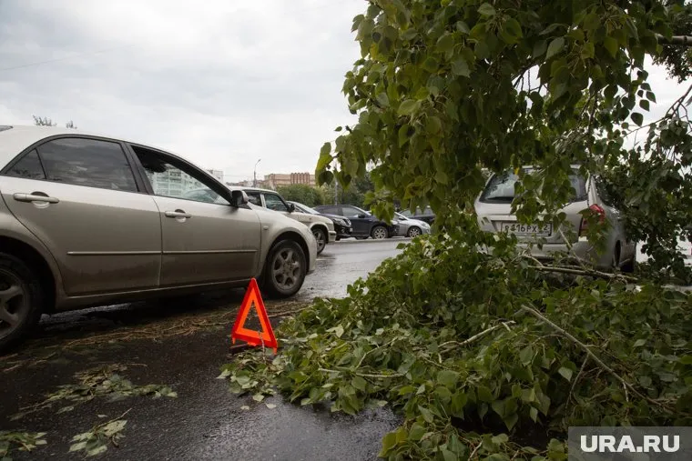 В Нижневартовске из-за сильного ветра упали деревья
