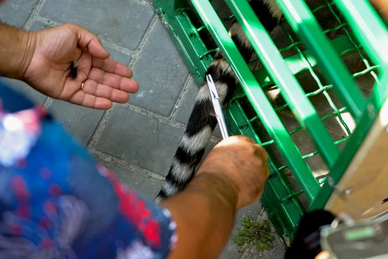 Тигр Гектор. Челябинск