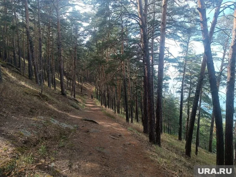Поисковики из ХМАО дали советы, как не заблудиться в лесу и что делать, если потерялись
