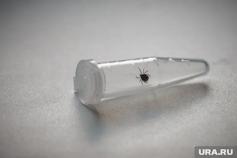 В Екатеринбург поступили нидерландские насекомые