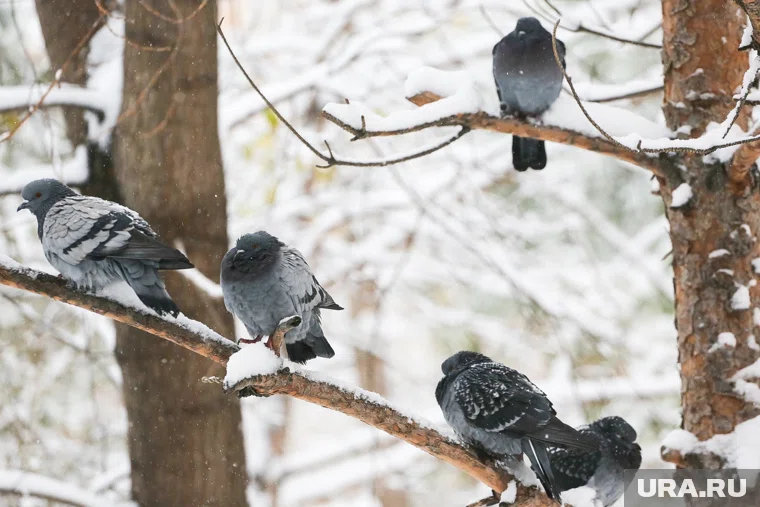 Ветер западный со скоростью 2 м/с