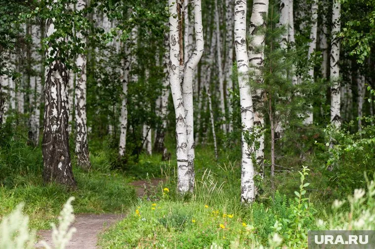 Березовая роща в Академическом получит статус зоны охраны ТОП-1 (архивное фото)