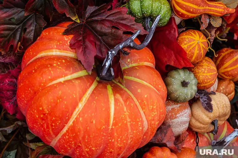 Тыква богата множеством полезных элементов, говорится в статье