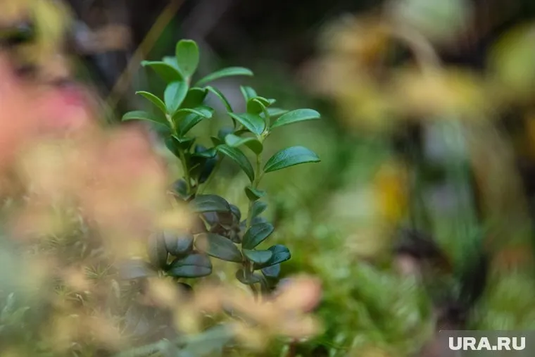 Кусты брусники в нацпарке "Зигальга" растут по 300 лет