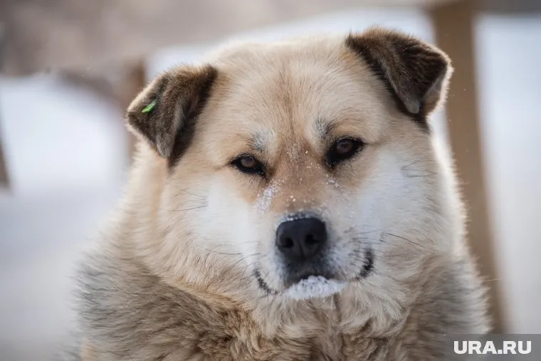 Безнадзорные собаки напали на ребенка, когда он шел из школы домой