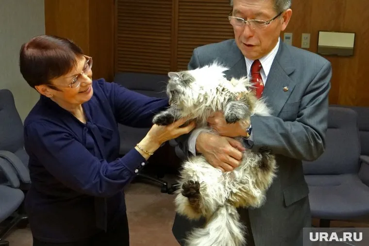 Кот по кличке Мир скончался от болезни, сообщили в префектуре Акита
