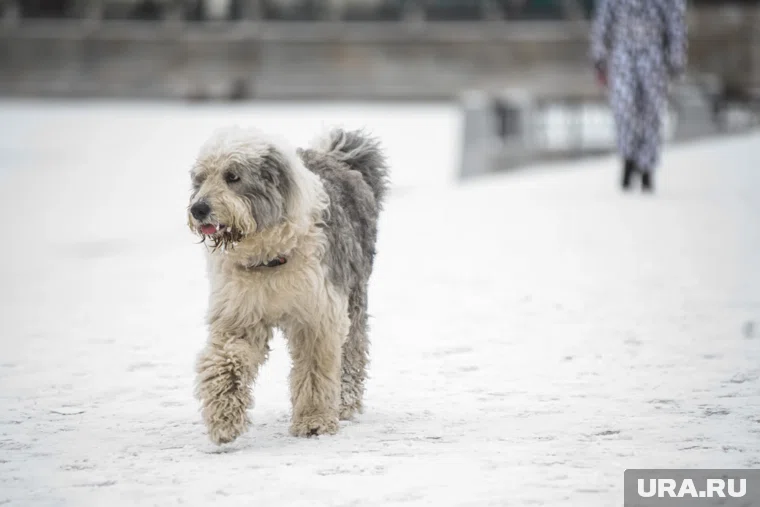 Чипирование поможет найти собаку, если она потерялась