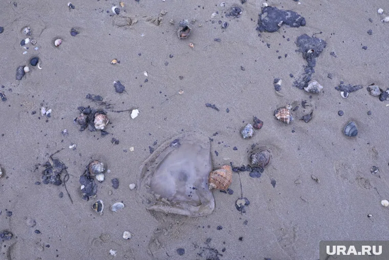 Вода загрязнена из-за выбросов нефти в акваторию Черного моря, сообщил Росприроднадзор