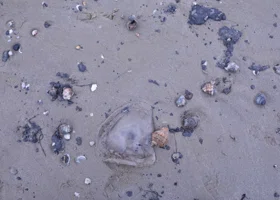 На побережье Крыма заметили огромнейшее мазутное пятно на сотни тысяч квадратов