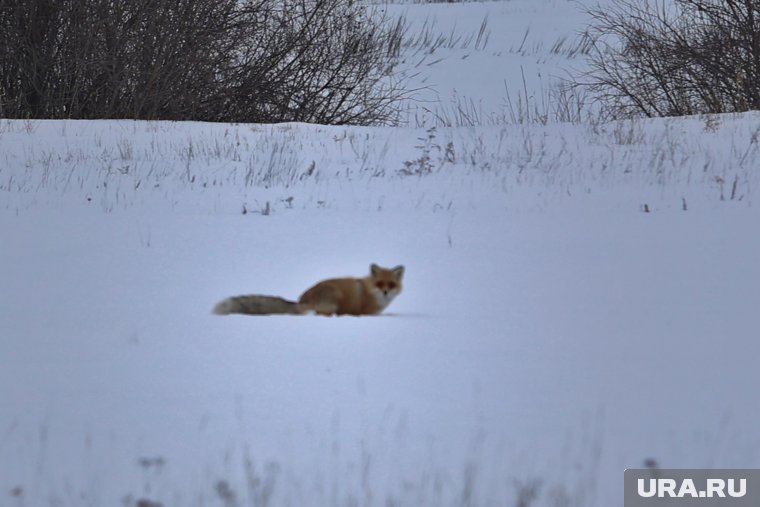 Голодные лисы стали постоянными гостями поселка ЯНАО. Видео