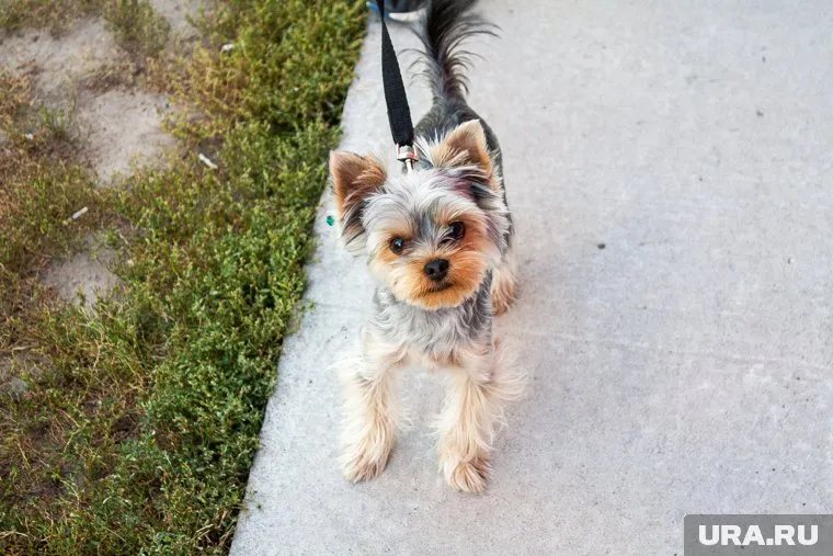 Бизнес-идея возникла у подростков спонтанно, когда они помогали прохожему дедушке с собакой