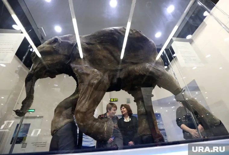 В тазовском краеведческом музее откроют уникальную экспозицию о гыданском мамонтенке