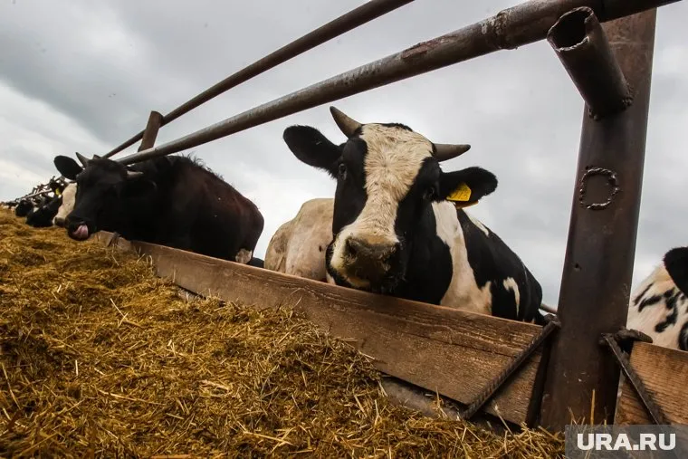 Человек может заразиться при контакте с больным животным