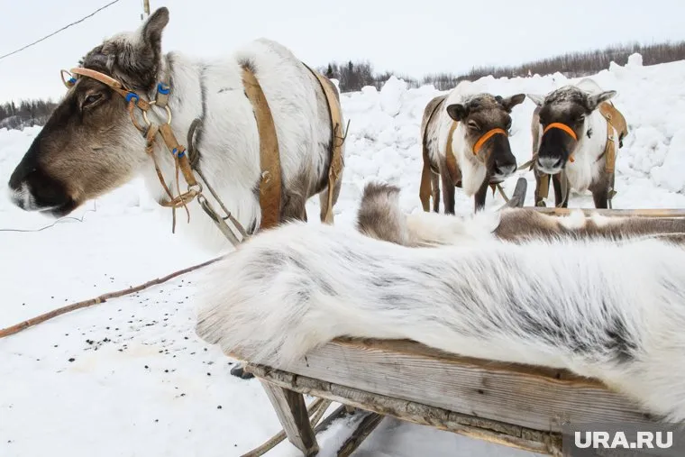 Эльвира Бугай пригласила горожан посетить юганскую этнодеревню