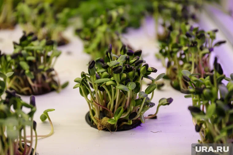 Использовать для выращивания зелени и овощей в квартире торф, песок или почву, взятые с садового участка, не рекомендуется