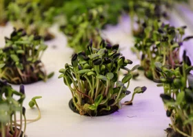 Пермская ученая назвала топ необычных растений для создания зимнего огорода в квартире