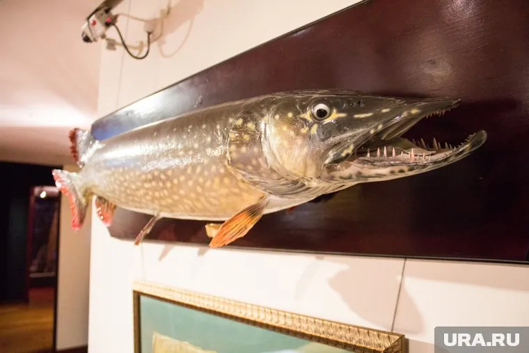 Длина гигантской щуки из Салыма — больше метра (архивное фото)